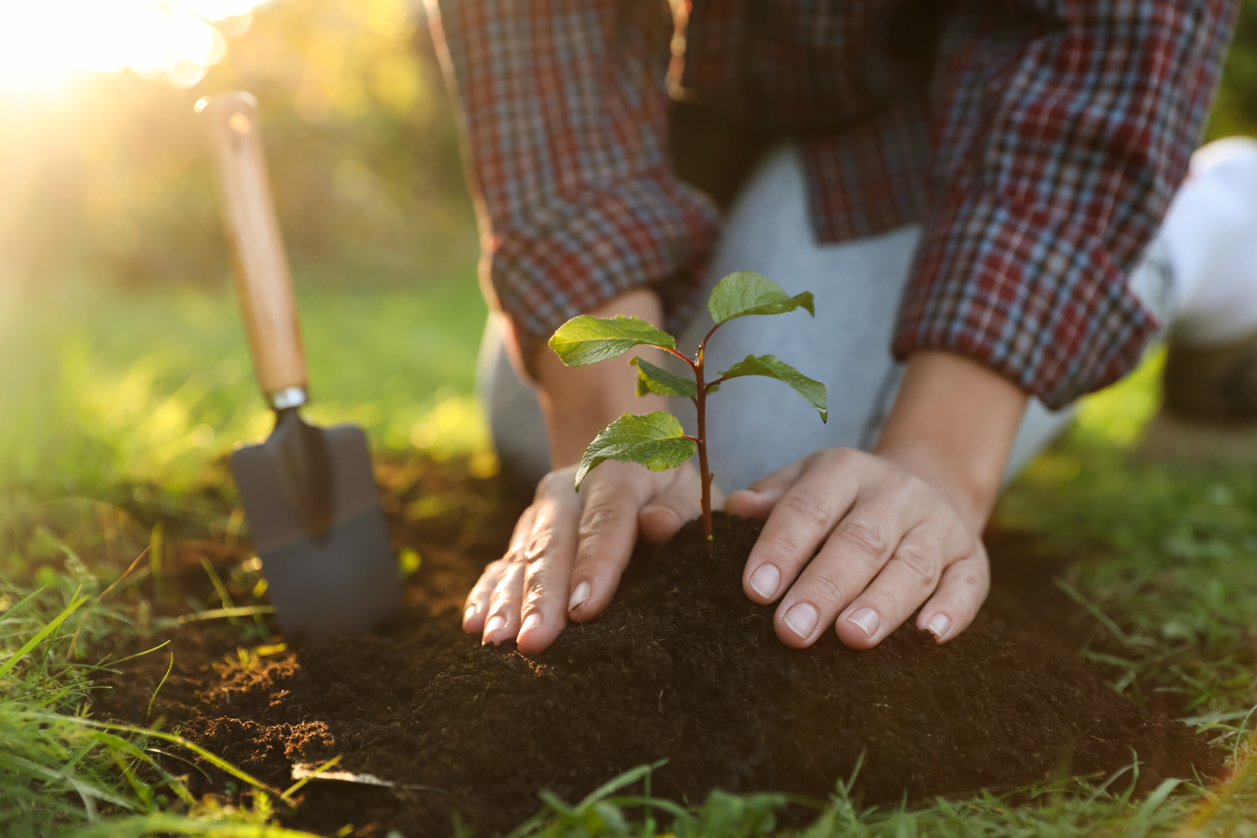 Woman planting young tree in garden, closeup Woman planting young tree in garden, closeup